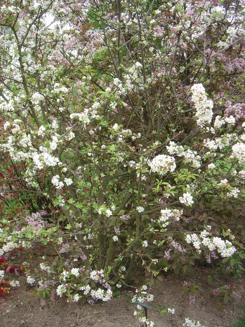 Malus x 'Evereste' P28